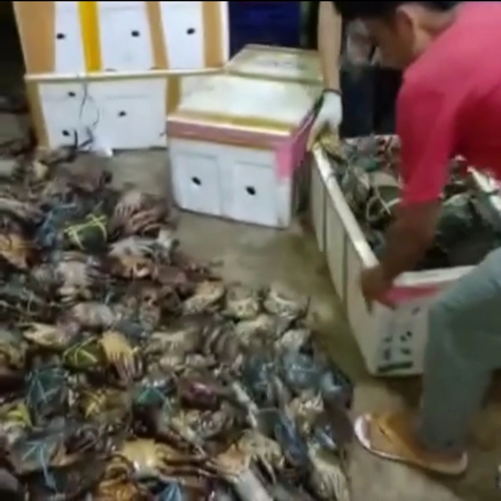 Ekspor Kepiting ke China Terhenti Akibat Wabah Virus Corona