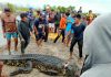 Tragis, Warga Tarakan Dimangsa Buaya saat Menabur Bibit Ikan di Pulau Tibi