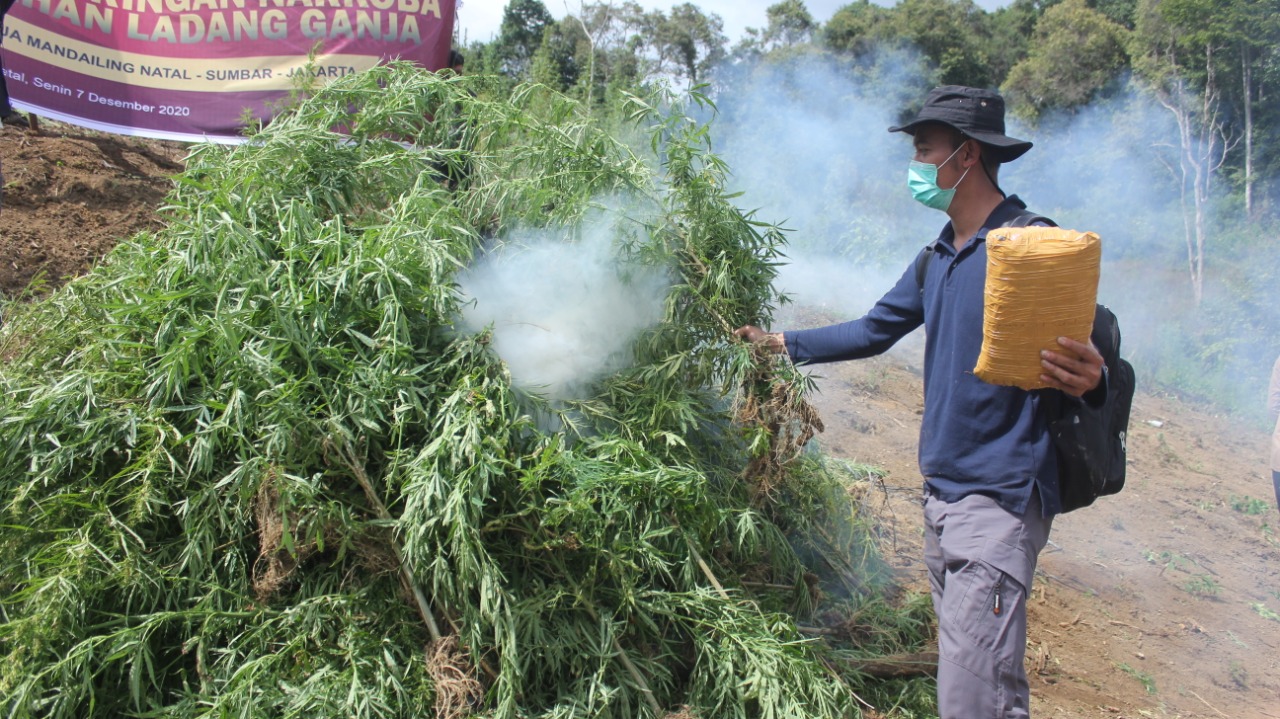 Bareskrim Polri Musnahkan 5 Hektare Ladang Ganja di Sumatera Utara