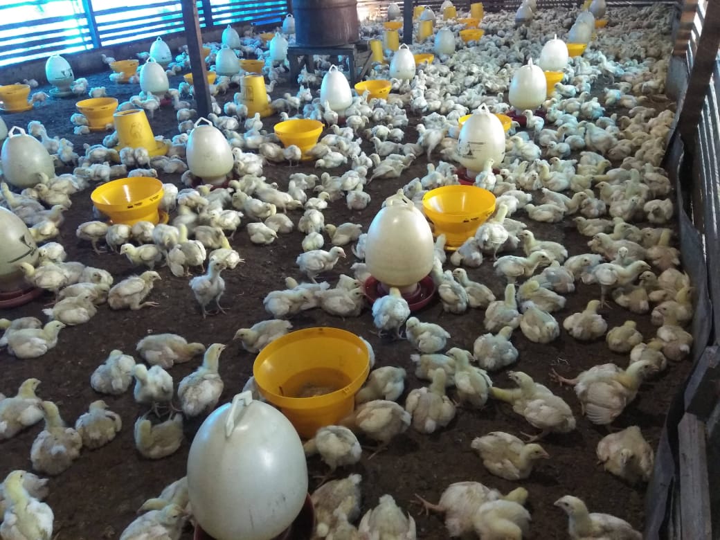 Harga Serapan dari Agen Dikeluhkan Peternak Ayam Pedaging di Tarakan