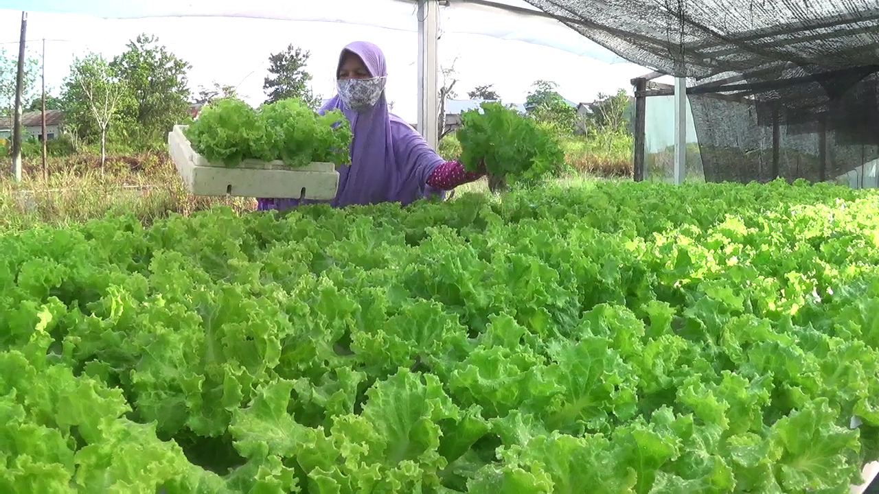 Peminat Sayur Hidroponik di Tarakan Meningkat, Petani Kekurangan Meja Produksi