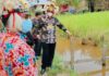 Selesai Panen Padi, Warga Long Pari Gelar Syukuran, Dihadiri Gubernur dan Wagub