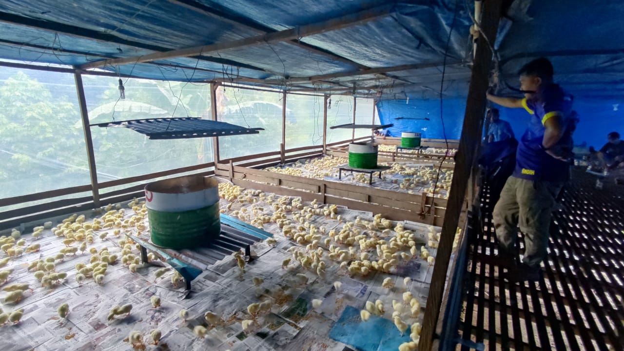 Ciptakan Lapangan Kerja bagi Klien Permasyarakatan, Bapas Tarakan Tebar 3 Ribu Ekor Anak Ayam