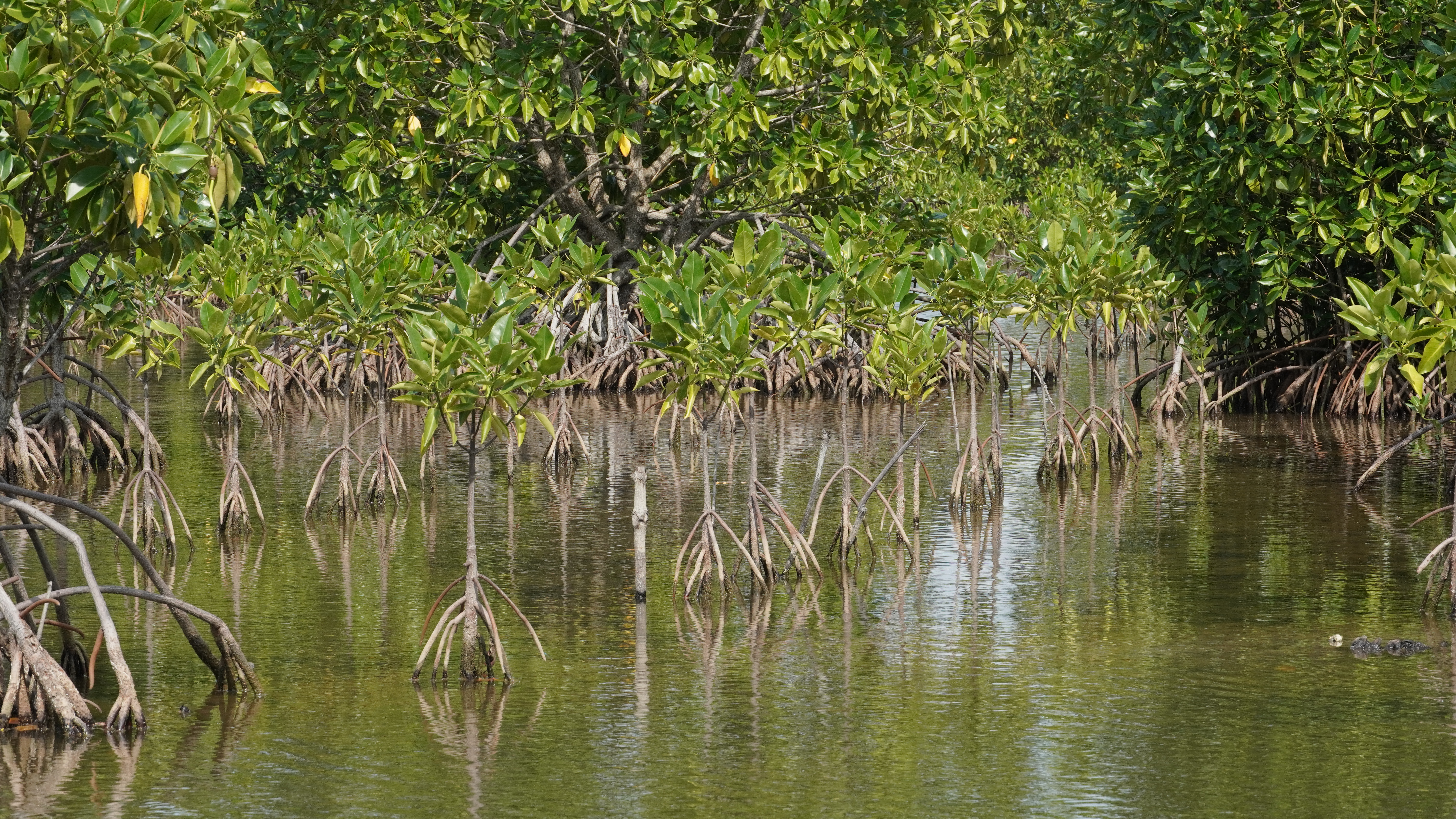 Targetkan 31.380 Hektar, BRGM Gencarkan Program Rehabilitasi Mangrove M4CR di Kaltara