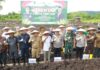Bersama Polda, Pemprov Kaltara Ikut Penanaman Jagung Serentak 1 Juta Hektar