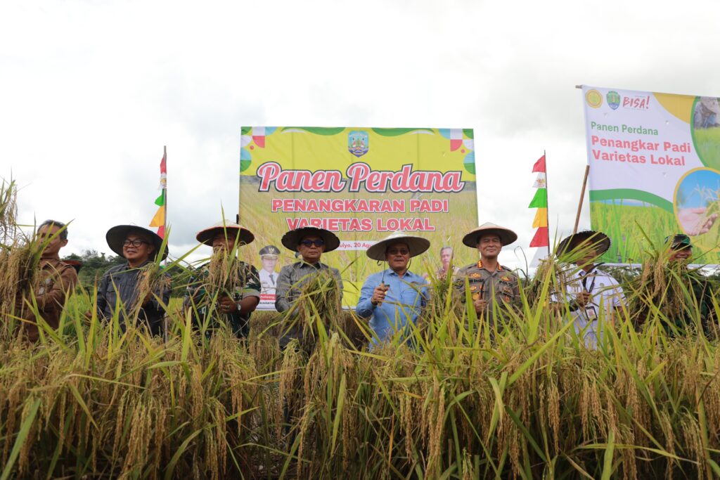 Wagub Panen Padi Perdana Varietas Lokal di Desa Wonowulyo Bulungan